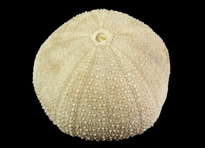 Psephechinus Fossil Echinoid (Sea Urchin) - Morocco #69868